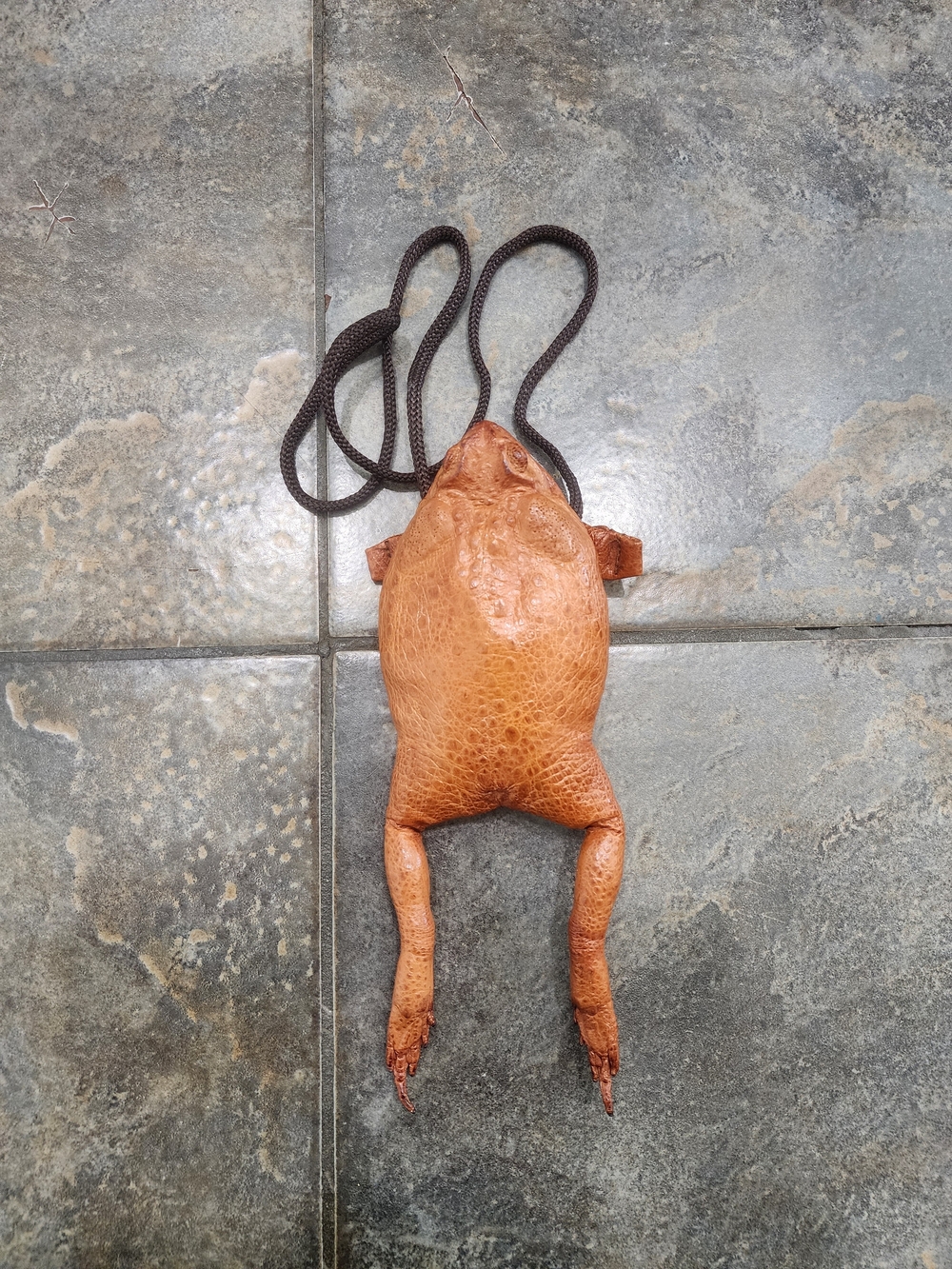 Vintage Handmade Real Cane Toad Frog Full Body Taxidermy Coin Purse Pouch